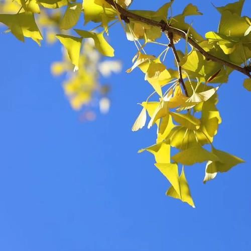 湖色比肩额济纳，山色媲美喀纳斯，这里的每一处秋景都像人间仙境