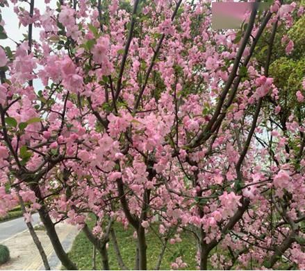  #新区#城管文化|醉美新区，扮靓城市的那些花儿