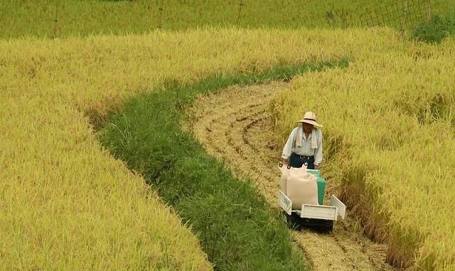  「日本首相」日本很多农民收入比日本首相还高，日本农民是怎么