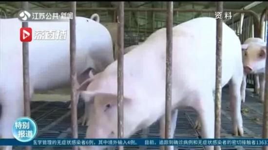 【母猪】江苏推进生猪稳产保供 能繁母猪存栏连续6月回升