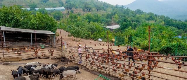  #承包#男子承包百亩荒山，放养土猪、土鸡年入100万，笑称赚钱靠