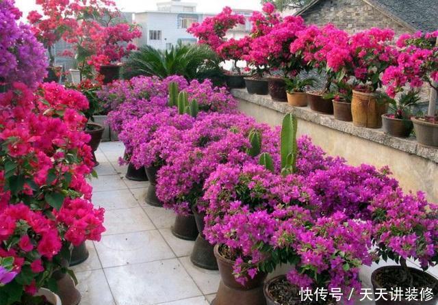  种喜光：夏天烈日太厉害，就养4种喜光花，一口气开花200天，花量巨大