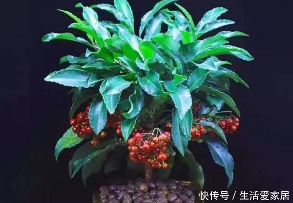 『好运』3种“好运花”,养一盆“好运连连”,尤其第三种,有钱人都喜欢