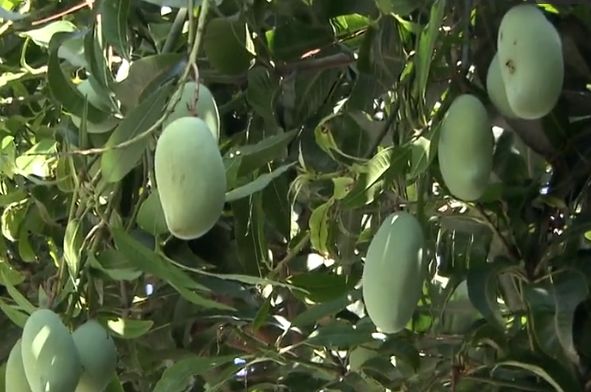 深圳街头芒果成熟挂枝头 提醒:绿化芒不能吃!