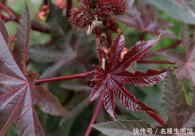  [蓖麻]红红火火的观赏蓖麻，盆栽可以矮化到几十厘米高，三月播种最好