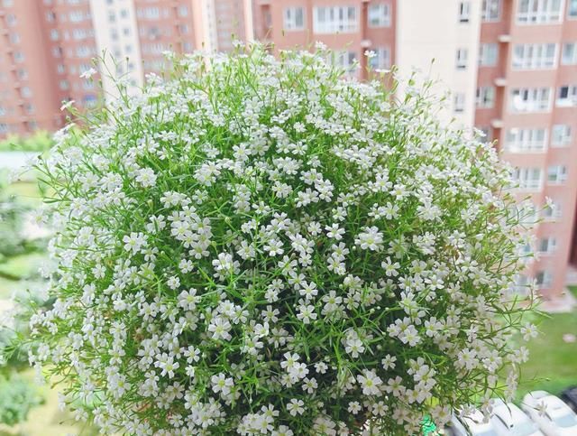  『用药』病虫害时节，五种常见花卉用药，喜欢养花的快来看！