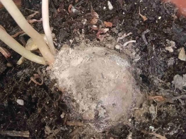  「烂根」天热了，8种花不能乱浇水，小心浇完就死