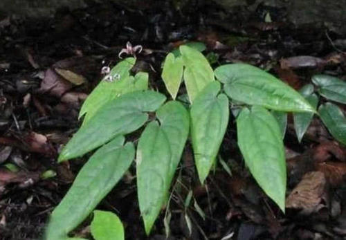 深山一种野草，却不知有神奇功效，牛羊吃了会发情，如今价值珍贵