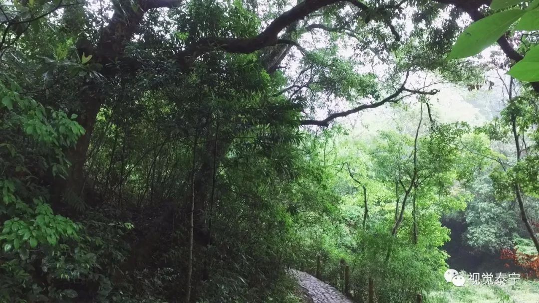 视觉志·泰宁丨央视名嘴性侵,媒体圈底裤有多脏,疫(yi)苗让人牙痒