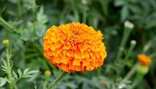  「风雨兰」适合家养的5种花卉，开花漂亮花期长，好养易爆盆，谁养谁喜欢