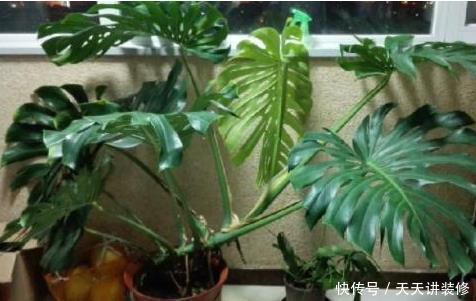  【阳光】房间阳光不充足，就养这3种“耐阴植物”，再“阴”也能蹭蹭长！