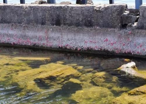  #女作家#云南女作家呼吁对福寿螺“宣战”