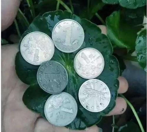  阿司匹林@养铜钱草，一个“小药片”用下去，叶不黄，“钱”又多！