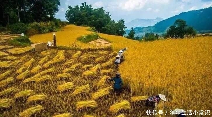  [收益]农村这4个创业项目，投资小收益大，农民朋友不妨考虑一下