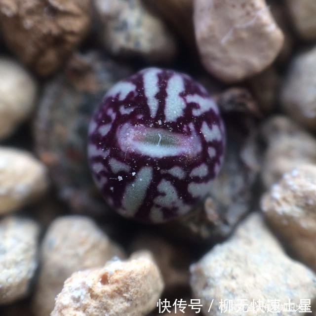  『植物』春天买的多肉植物们，花了几百块，不知道亏了吗
