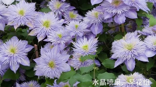  『铁线』铁线莲：韧如铁线，花开如莲，耐寒耐热，花园必备。