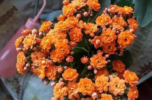  【长寿花养成】如何养护长寿花盆栽能开花多？将枝干剪一剪，老桩照样多开花