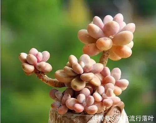 #女生#老睢养花多肉植物千千万,女生最爱是桃蛋,教你4个注意事项
