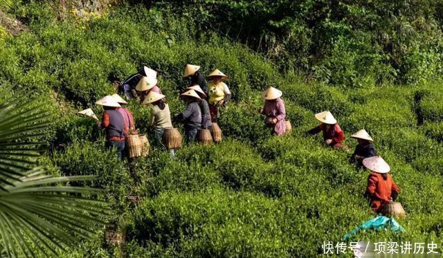 『安徽』9个采茶圣地!别只知踏青赏花,清明小长假去江苏安徽浙江这些地