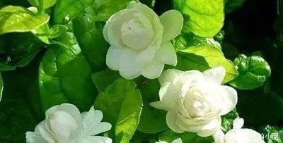  『漂亮』喜欢在家中养护花卉，就可以选择花色艳丽，花大漂亮的3种花卉
