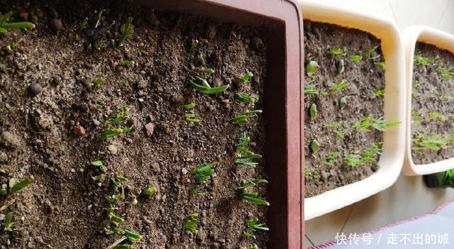 「种种」阳台种种韭菜,4个小窍门,棵棵粗的像小葱,一年能割10茬