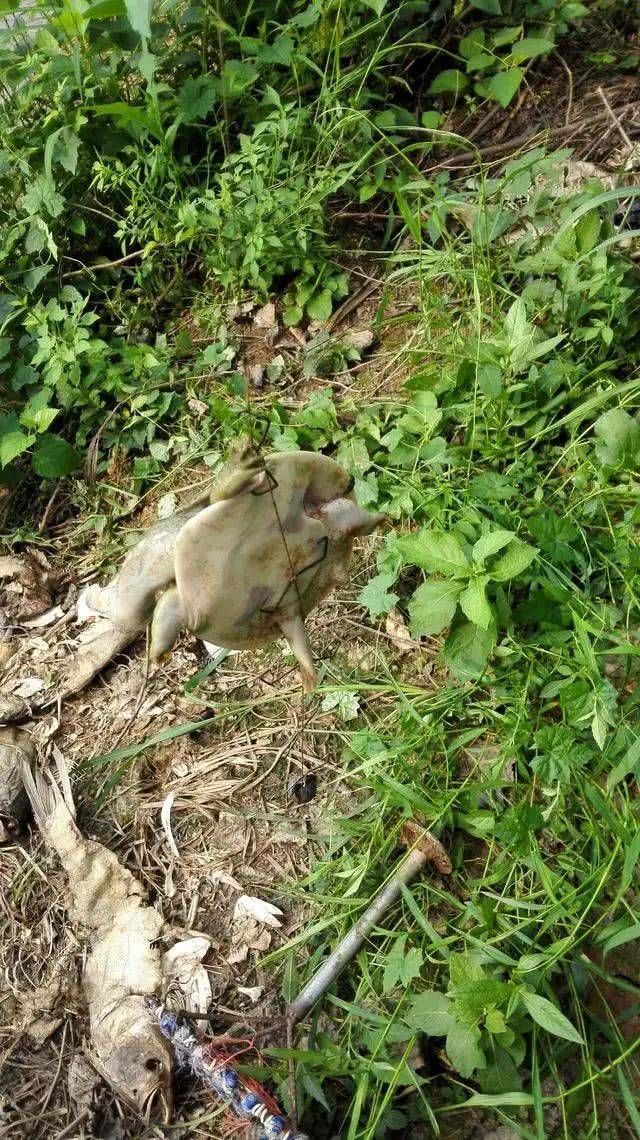  「饲养的甲鱼」一种历史悠久，技术含量很高的甲鱼钓法，如今只留在记忆里