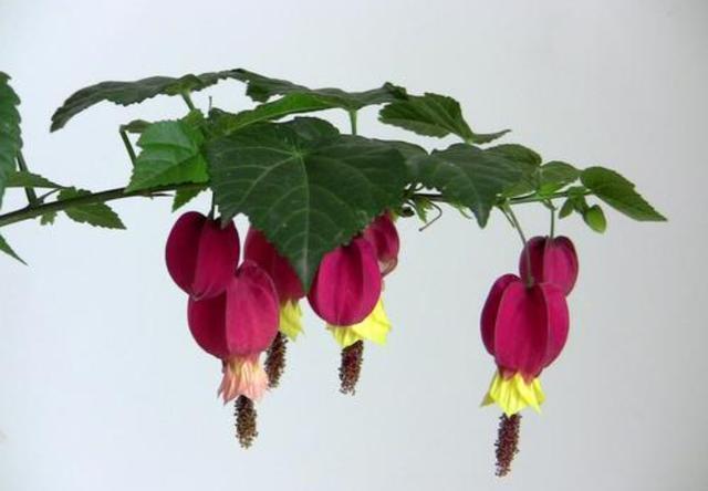 『家里』3种花适合养在家里,招财纳福好运到,一年四季红红火火,寓意好