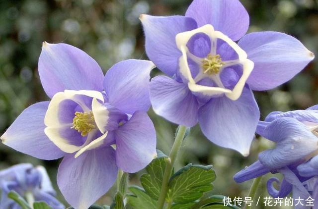  『新手』适合养在院子里的3种花，一年四季开花不断，好养易活很适合新手