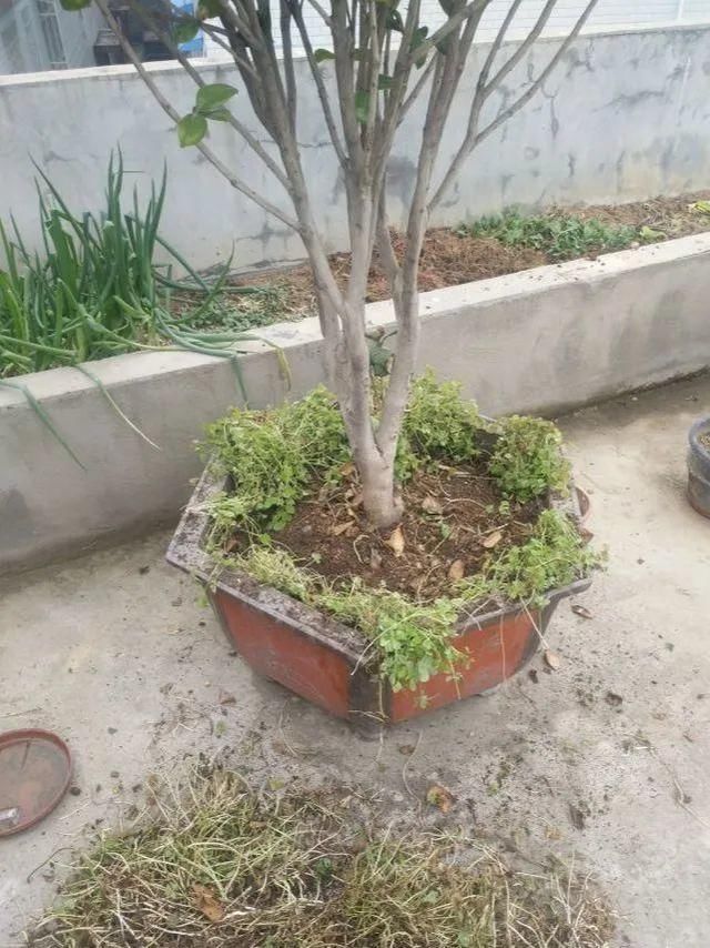  慎养■这花要慎养，每年砍掉3麻袋，照样蹭蹭长