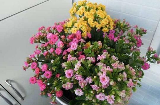  『花钱买』这4种“植物”，有钱人不会花钱买，仅用“1个枝”，一盆变多盆！
