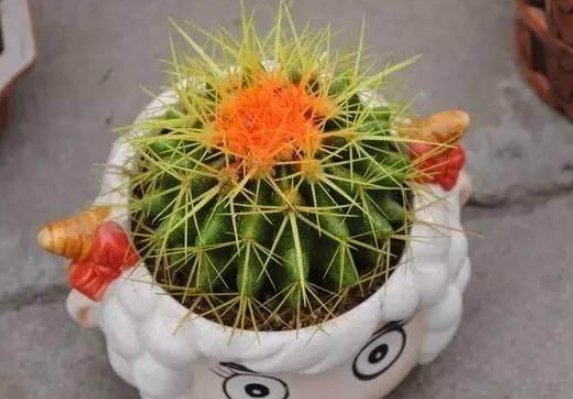 「冬美人」这四种花怎么折腾都不会死,种一次能养20年!年年绿油油