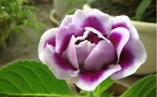  【想养】适合“新手”养的5种花，想养死都难，还都是常见的观花植物