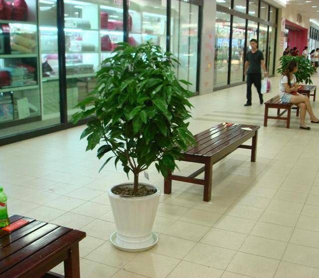 『绿植』旺财又旺人的绿植,养在家中美观寓意好!