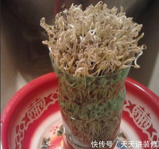  『扦插』养护神器：塑料瓶千万别扔，用来养花用处多