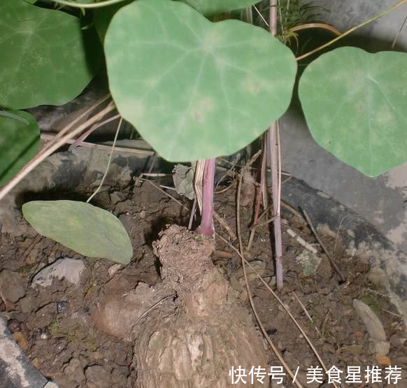 农村野草根部像石头，人称“山乌龟”，却是治病良药，你见过没
