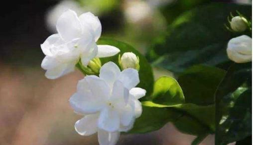  『开花』这4款小花，花量大又好养，随便一养绚丽多彩，阳台成“花海”