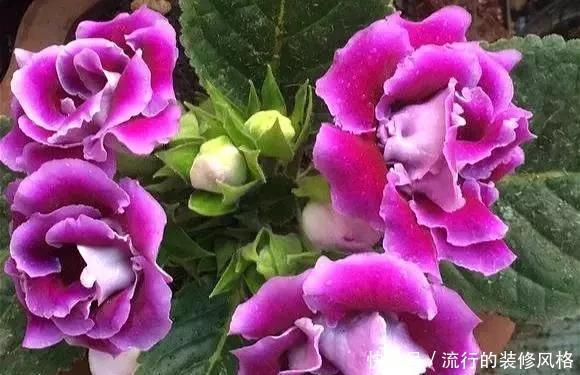 落雪泥|最漂亮的盆栽花,一年到头开花不断,好看又好养 ?