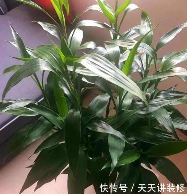  「阿斯匹林」喜欢栽种花草，别再用黄豆水、淘米水浇灌了，用上它们肥效更好