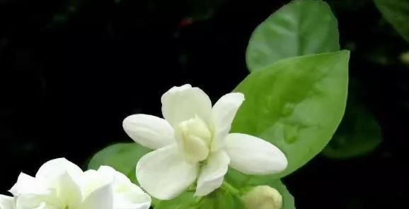  『栀子花』夏季养这两种花，发芽生根泡泡水就能行，开花味还香！