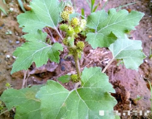 果实会粘头发，一斤却要10元，但农村常当杂草，你们认识吗？