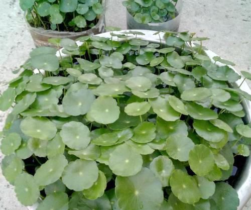 水里:铜钱草盆栽长虫了,水里塞点它,一周就能变回来!