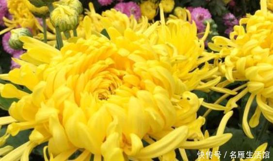  「花型」新手养花就养一盆“秋水明月”，花型饱满，金光灿烂，适合盆栽养