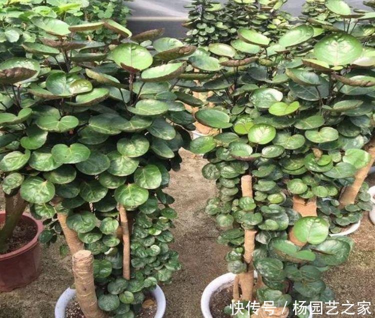 越养越■聪明人都养5种花，净化空气，越养越喜欢，又旺运