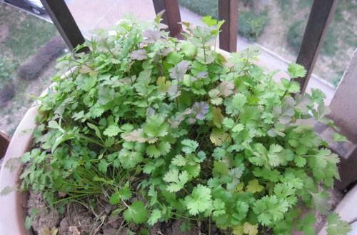 天能：阳台花盆里，撒下1把“菜籽”，30天能采摘，盆栽的蔬菜吃不完