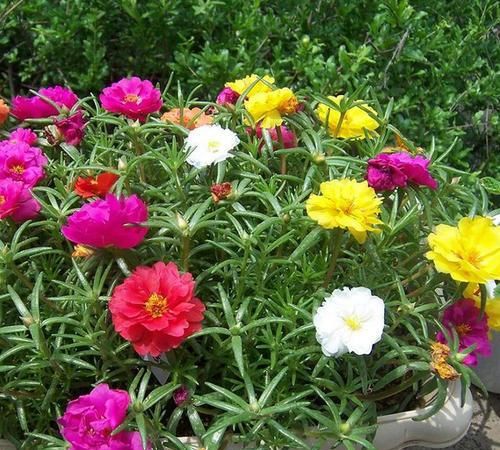  『三角梅』5月开始，3种花要“狠狠晒”，越晒开花越旺，否则开花难、病害多