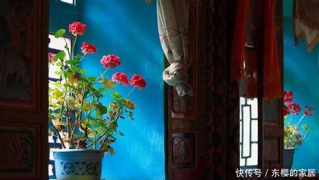  你家花草|阳台的花草“灰头土脸”，就用这4个方法清除，干净卫生长得快