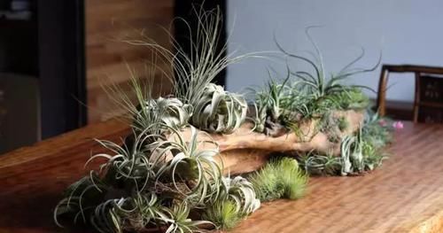  附生植物：植物能“自由”成什么样？教你几种“不要土”的附生植物...