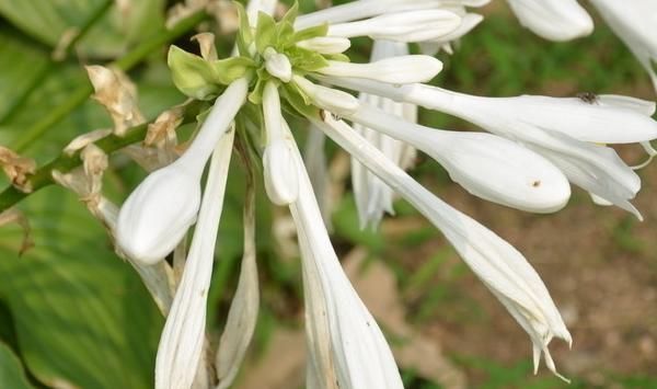  「寓意」每种花都有不同的寓意，你知道每个月代表的花吗，来了解美丽的它