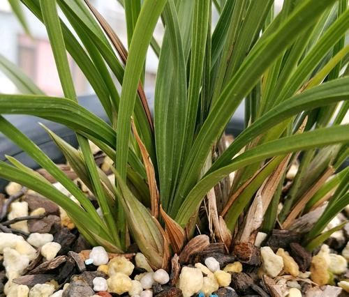  『植物』兰花根系和开花的关系，磷酸二氢钾会使兰花中毒是怎么回事？