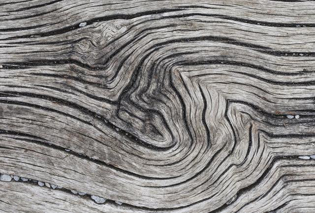 一颗树活了4000多年,被称为世界上最古老的数,却遭遇了砍伐